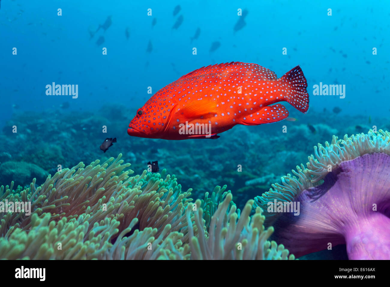 Loches Cephalopholis miniata (corail) sur un récif de corail, une grande zone couverte avec de magnifiques anémones de mer (Heteractis magnifica) Banque D'Images