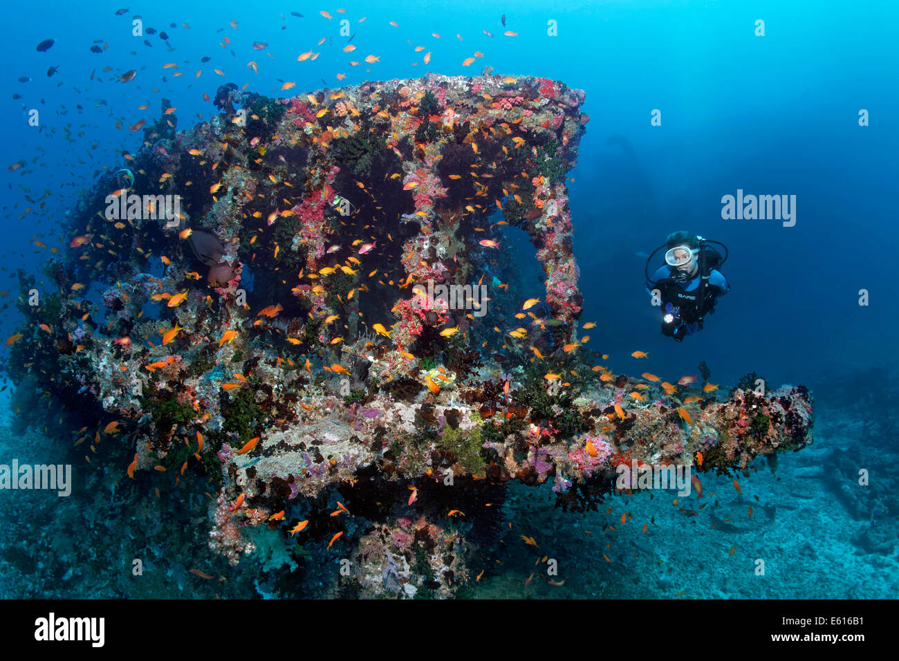 Scuba Diver plongée dans une épave, envahi par la bonite II, Anthias (Anthiinae), 'Le Chantier', site de plongée Lhaviyani Atoll Banque D'Images