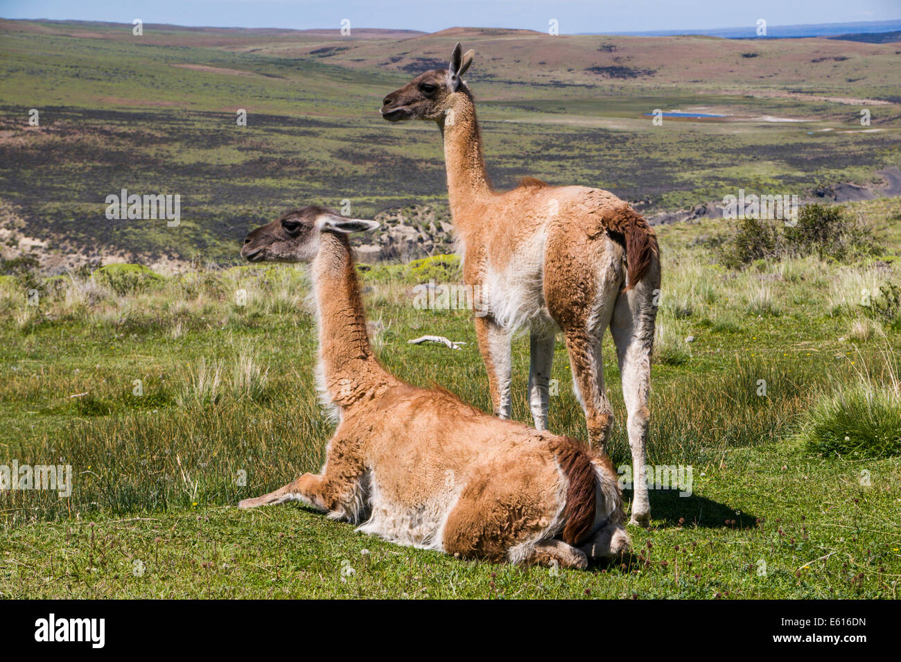 Guanacos (Lama guanicoe), Parc National Torres del Paine, Patagonie, Chili Banque D'Images