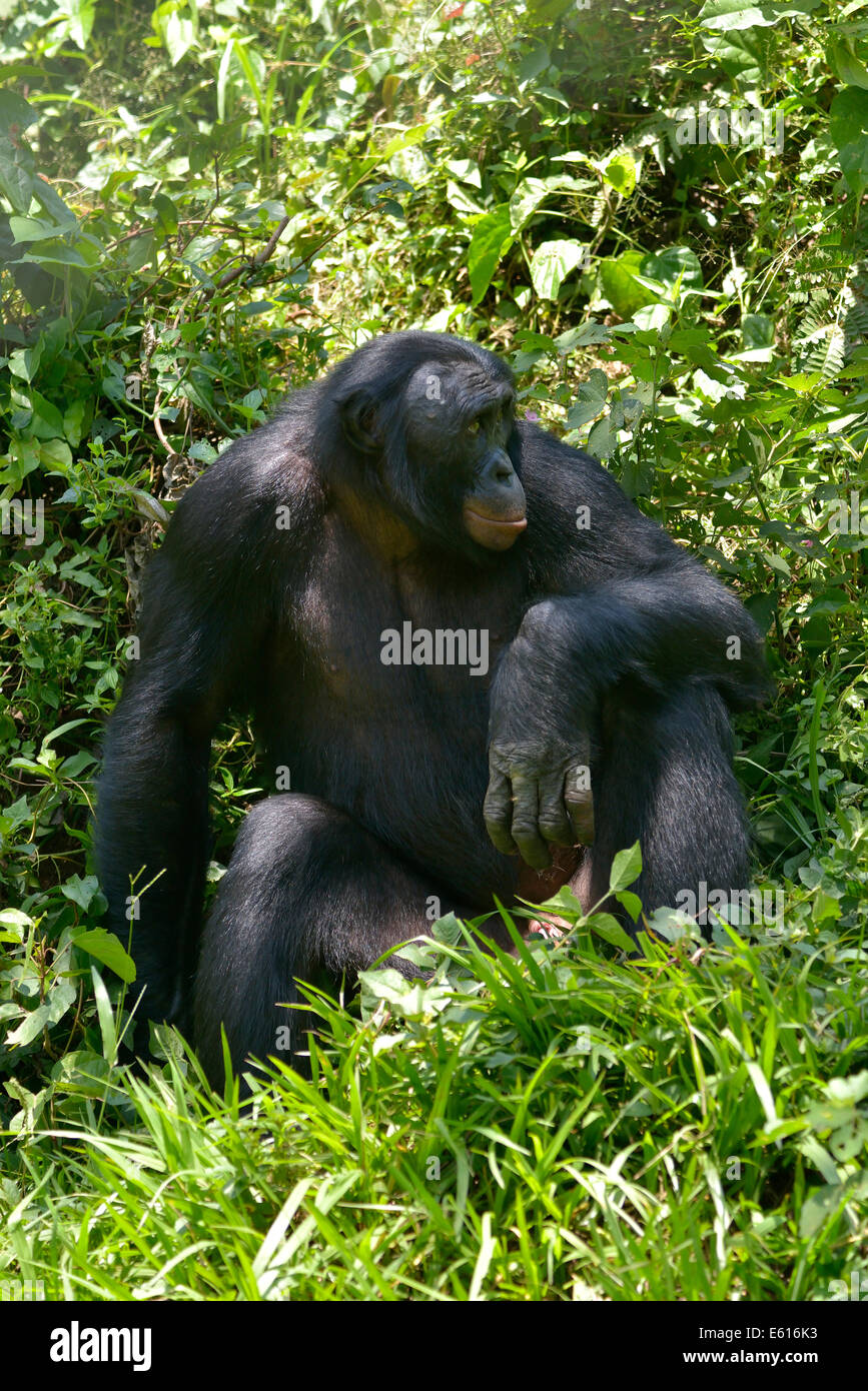 Les bonobos (pan paniscus), Lola ya Bonobo Sanctuaire, Kimwenza, mont Ngafula, Kinshasa, République démocratique du Congo Banque D'Images