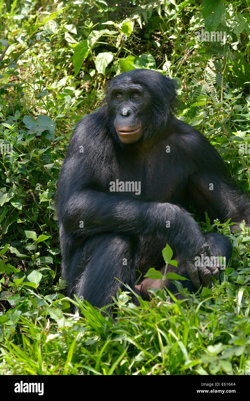 Les bonobos (pan paniscus), Lola ya Bonobo Sanctuaire, Kimwenza, mont Ngafula, Kinshasa, République démocratique du Congo Banque D'Images