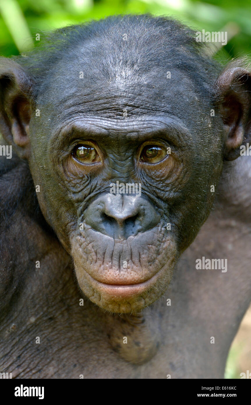 Les bonobos (pan paniscus), portrait, Lola ya Bonobo Sanctuaire ...