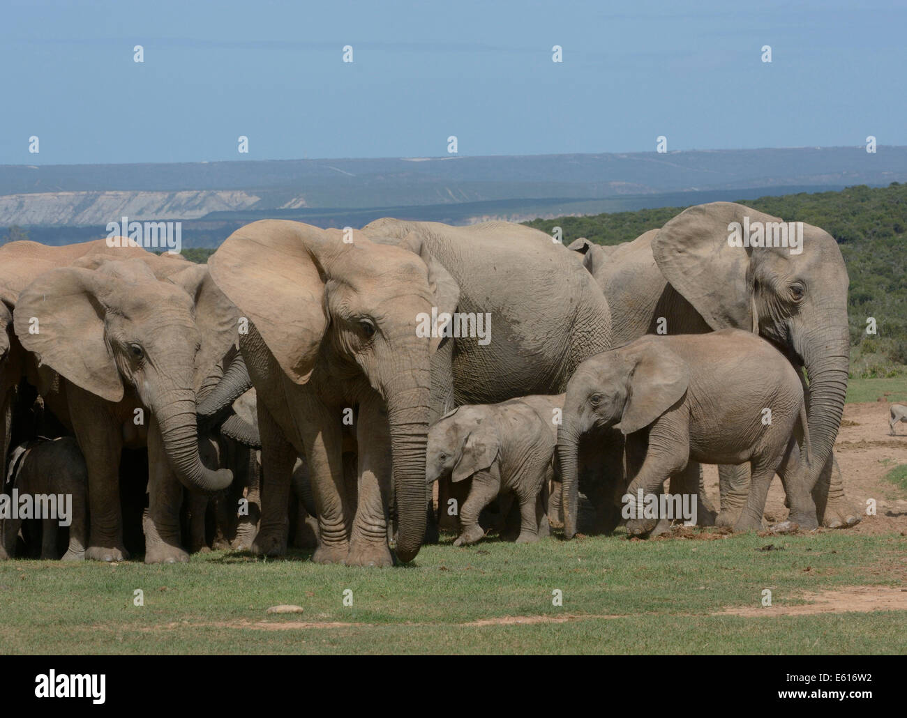 Bush de l'Afrique de l'éléphant (Loxodonta africana), les adultes avec les jeunes, l'Addo Elephant National Park, Eastern Cape, Afrique du Sud Banque D'Images