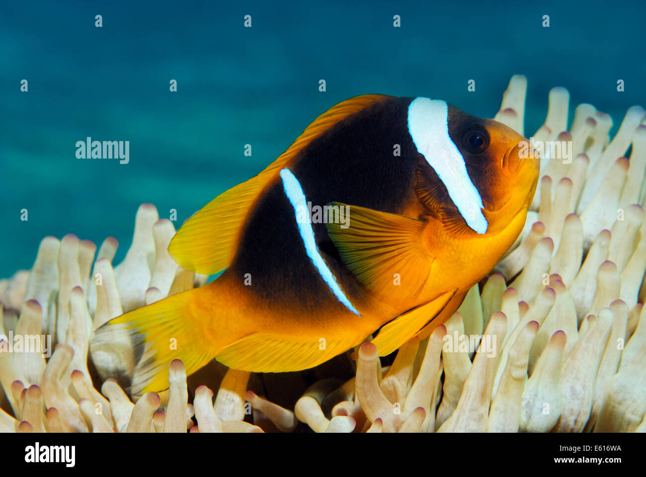 Mer Rouge poissons clowns (Amphiprion bicinctus) en face de l'anémone, Makadi Bay, Mer Rouge, Hurghada, Egypte Banque D'Images