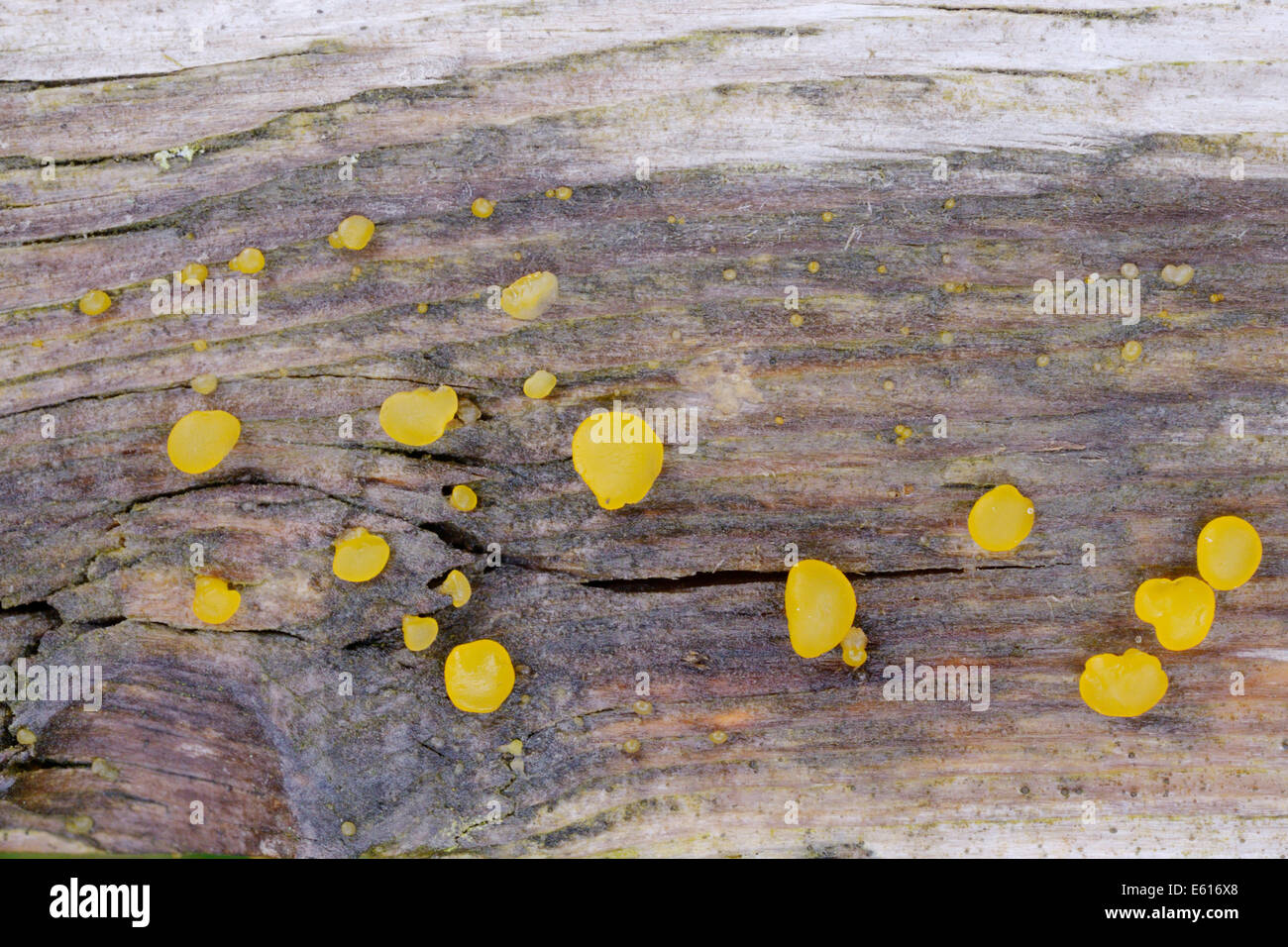 Bisporella citrina champignon, Pays de Galles, Royaume-Uni Banque D'Images