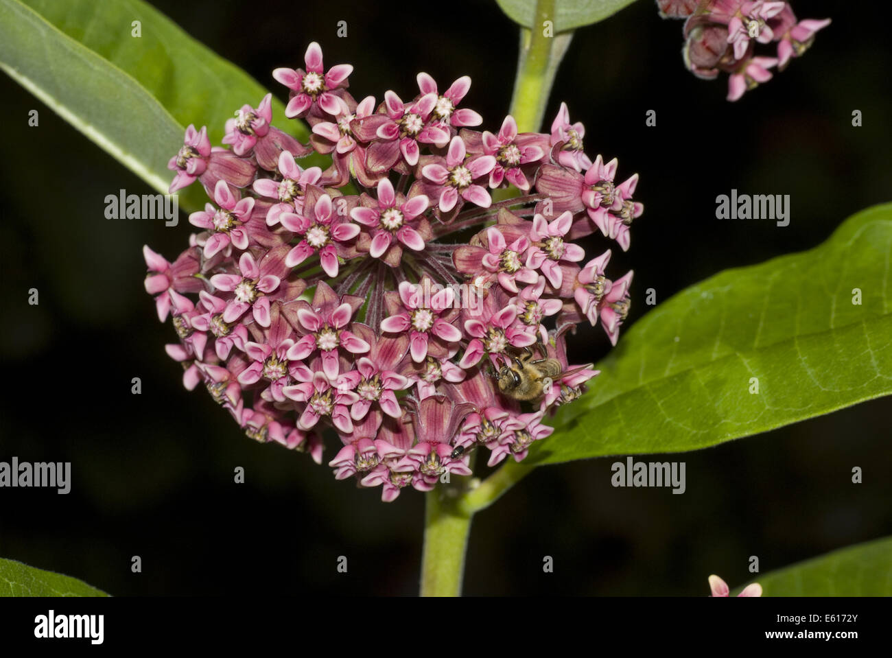 L'asclépiade commune, Asclepias syriaca Banque D'Images