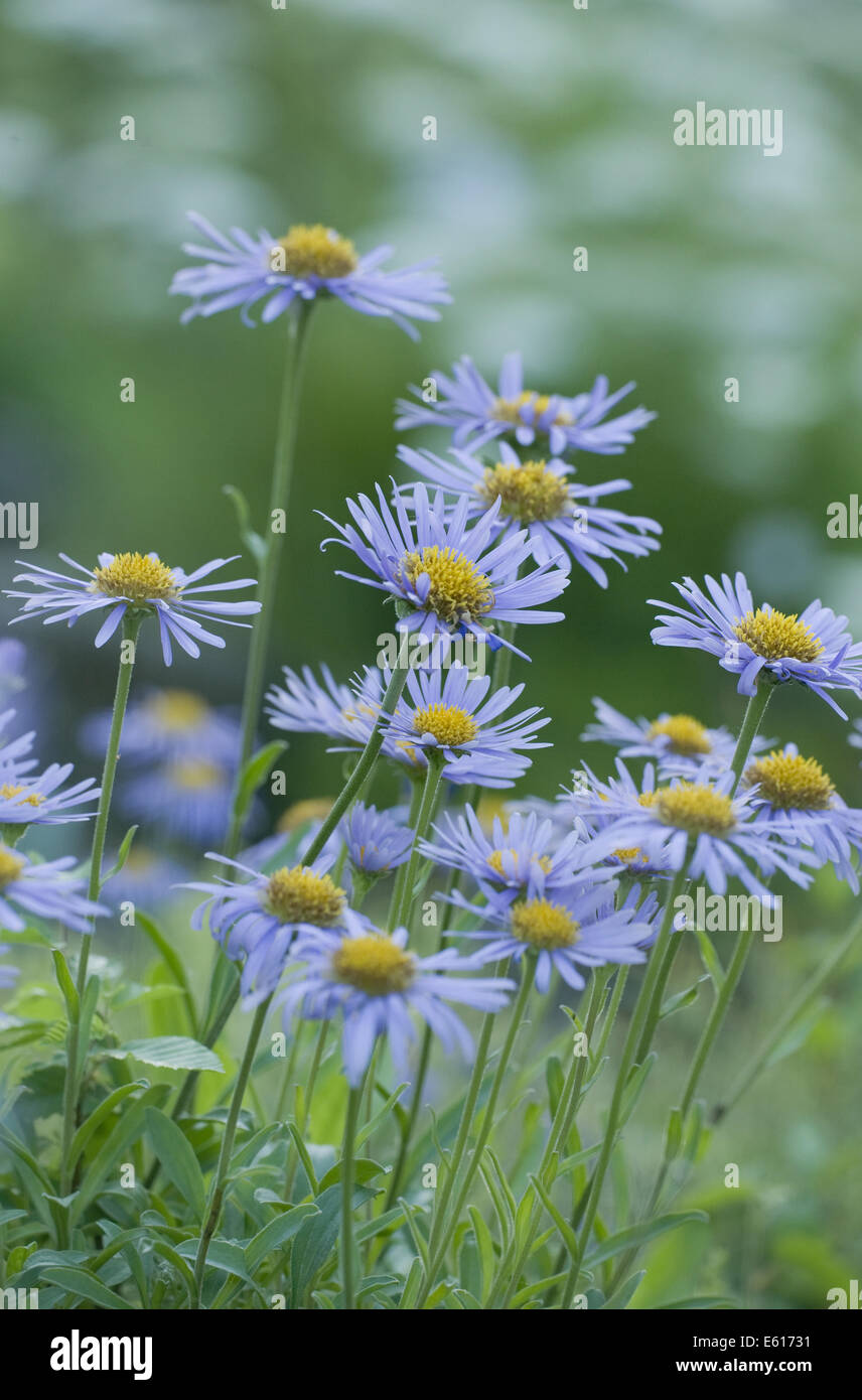 Aster, Aster alpinus alpin Banque D'Images