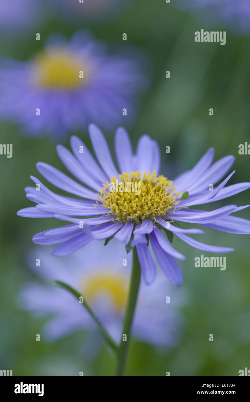 Aster, Aster alpinus alpin Banque D'Images