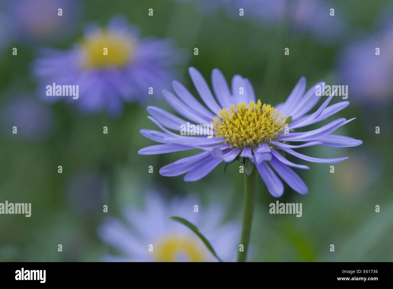 Aster, Aster alpinus alpin Banque D'Images