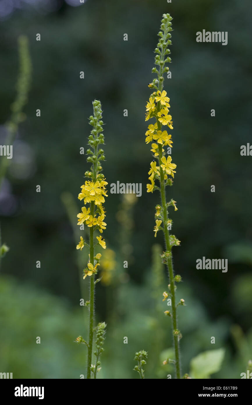 Aigremoine, agrimonia eupatoria commun Banque D'Images