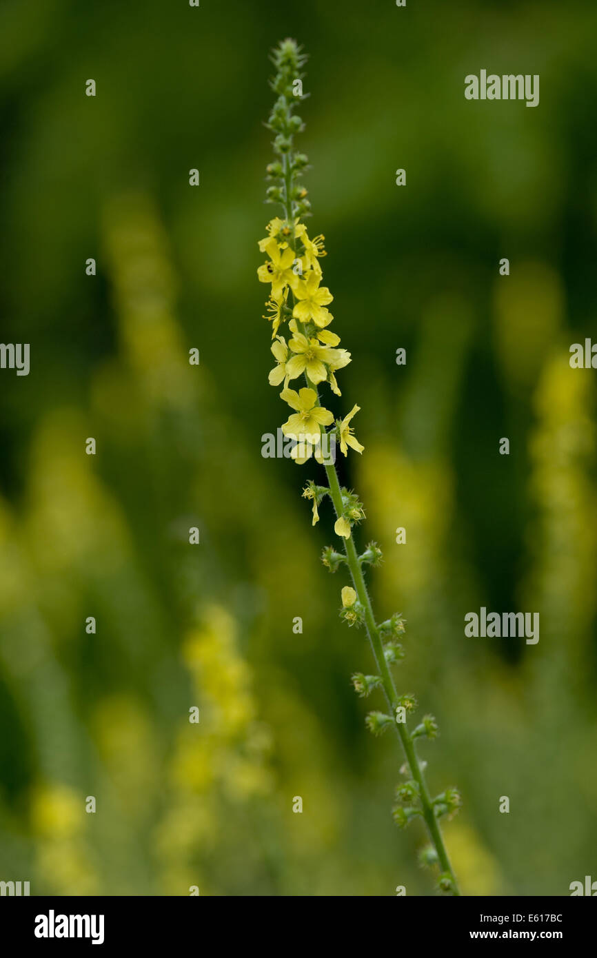 Aigremoine, agrimonia eupatoria commun Banque D'Images