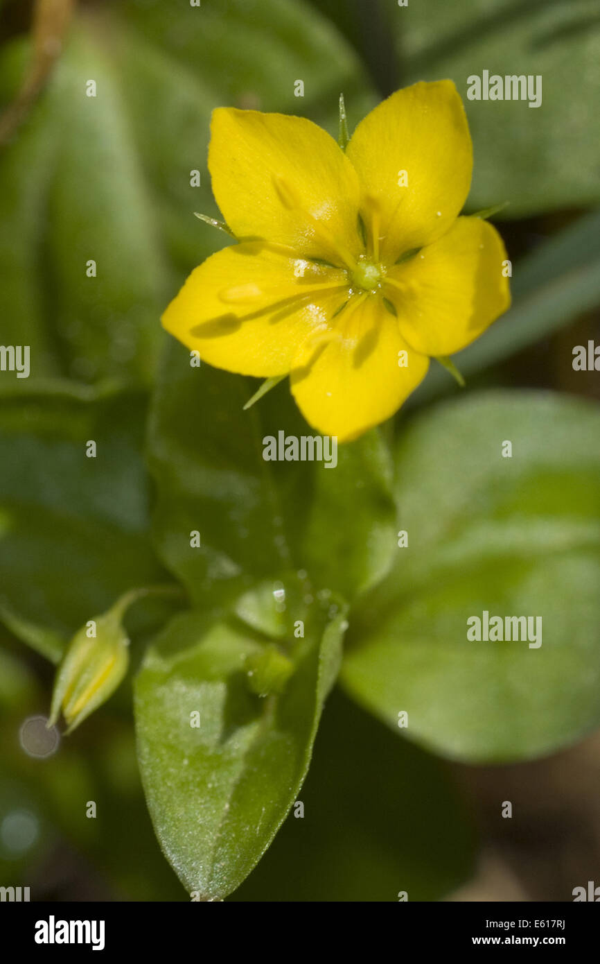 Mouron rouge jaune, lysimachia olivinus silvestri Banque D'Images