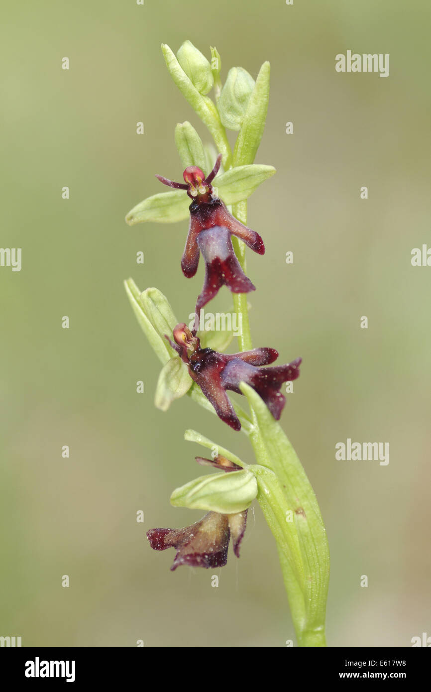 Ophrys insectifera, orchidée mouche Banque D'Images