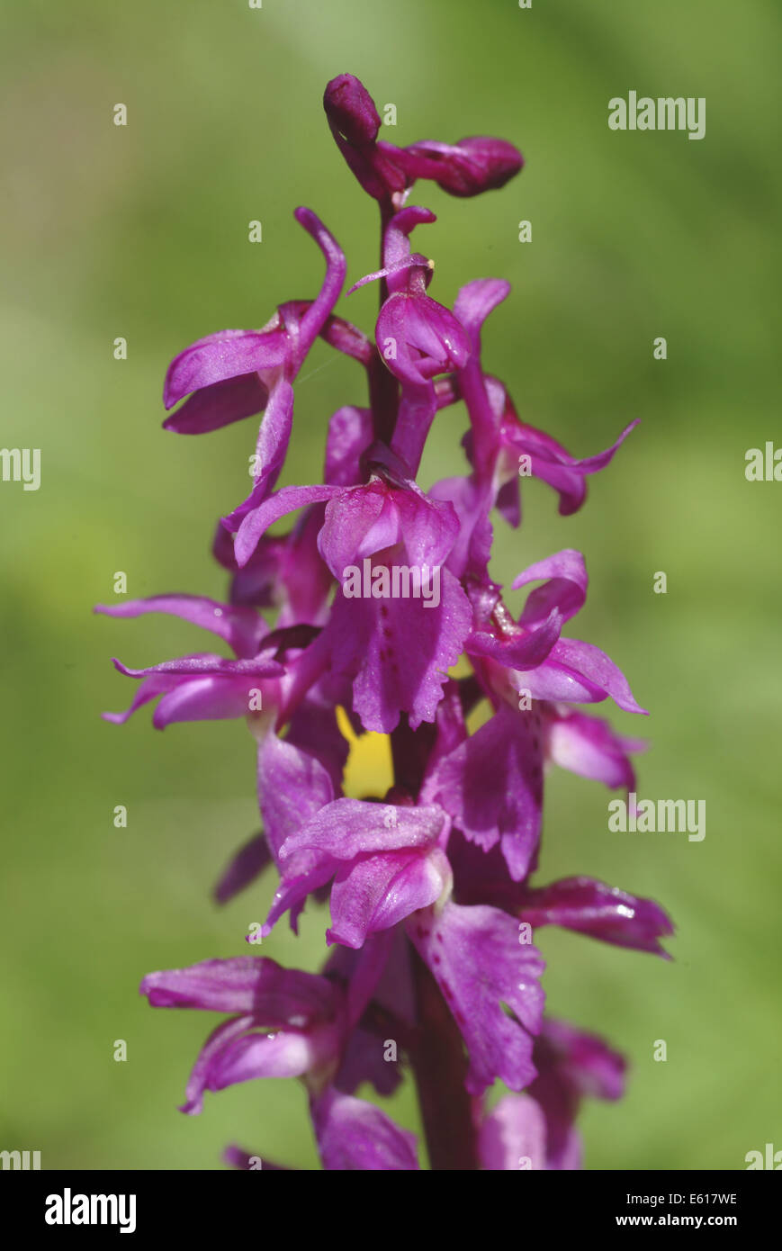 Début de l'orchidée pourpre, Orchis mascula Banque D'Images