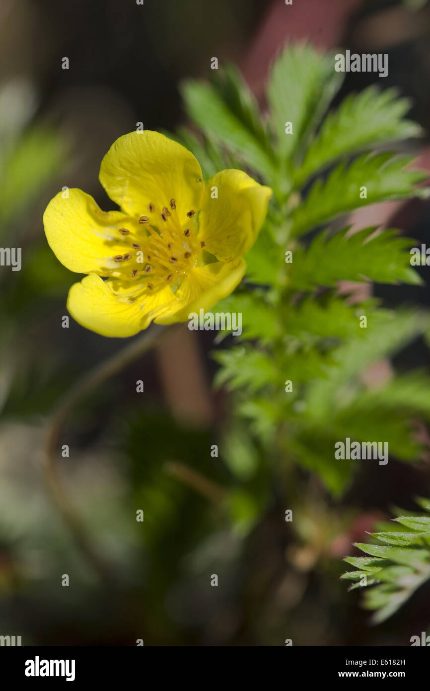 Silverweed Potentilla anserina, commun Banque D'Images