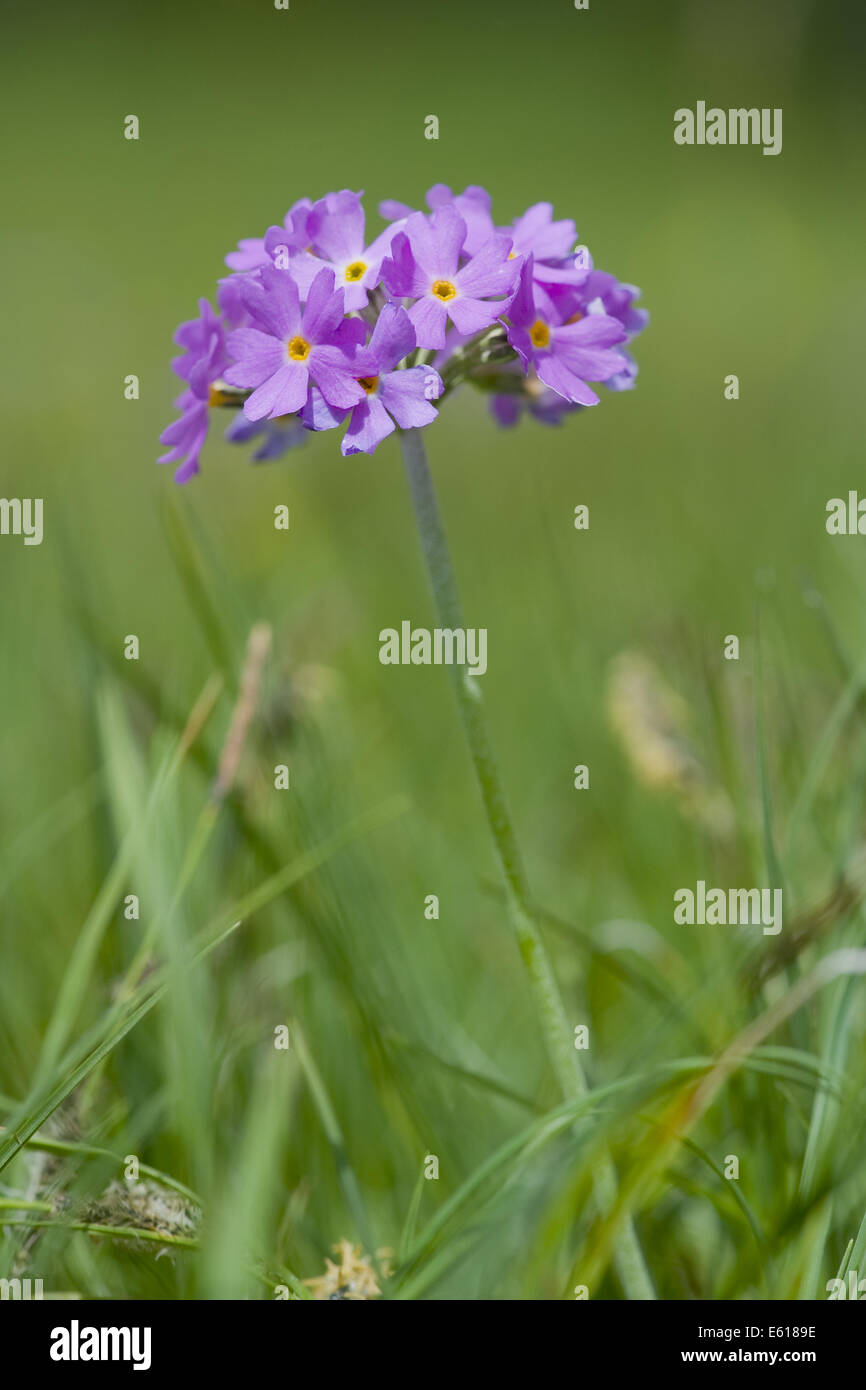 Birds-eye primevère, primula farinosa Banque D'Images