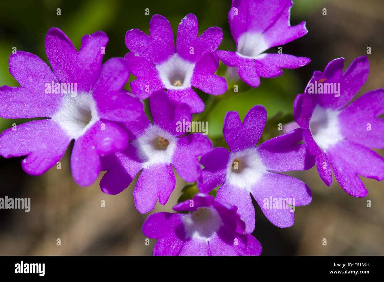 Primevère, primula hirsuta puant Banque D'Images