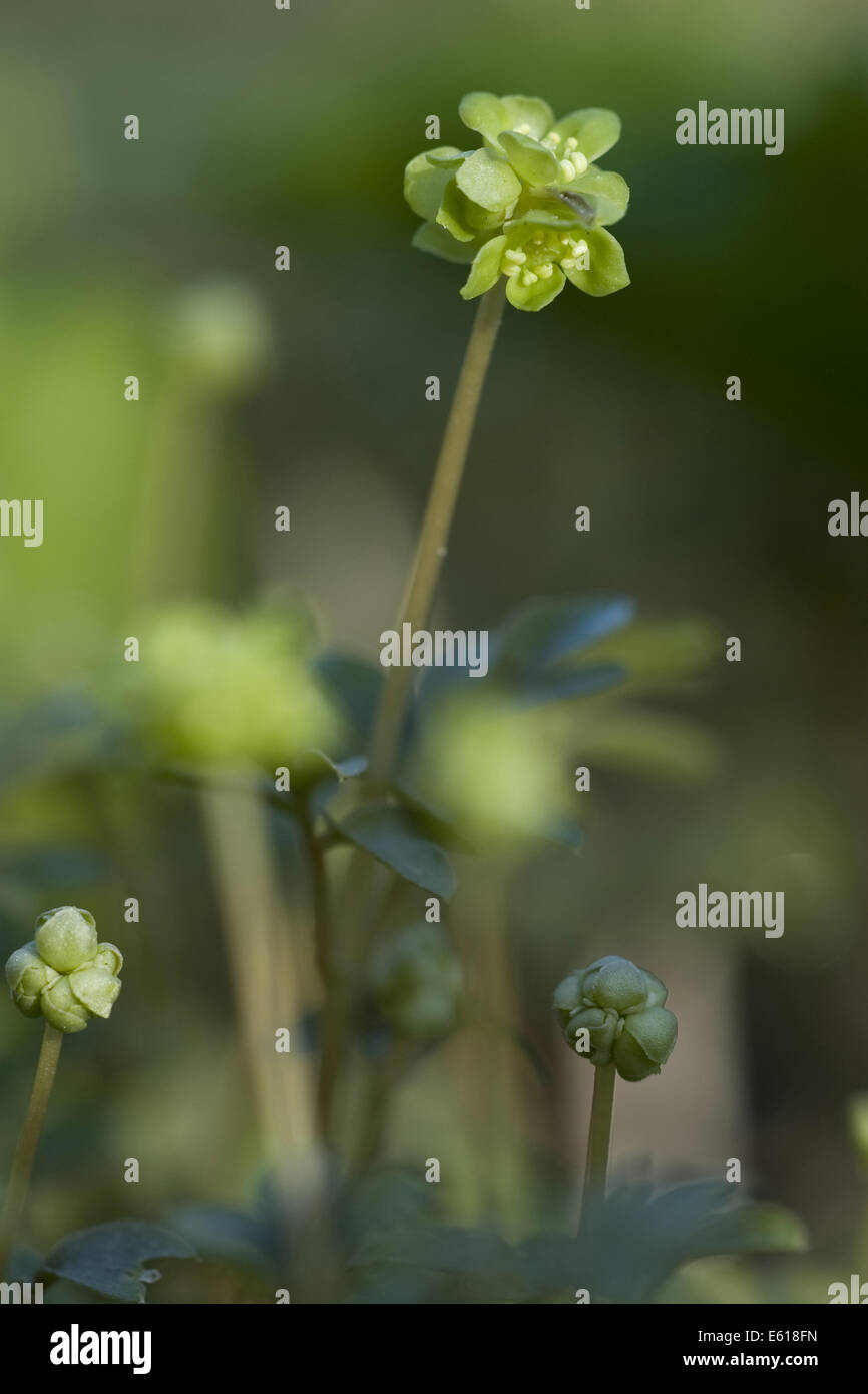 Moschatel adoxa moschatelina, Banque D'Images