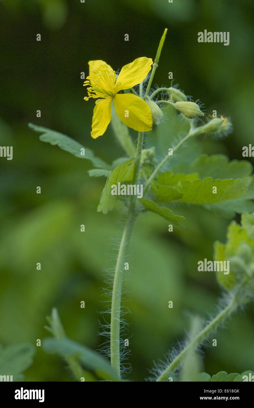 Une plus grande chélidoine, Chelidonium majus Banque D'Images