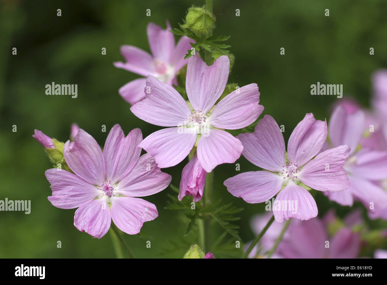 Musk mallow, malva moschata Banque D'Images