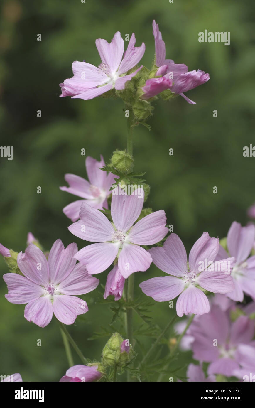 Musk mallow, malva moschata Banque D'Images