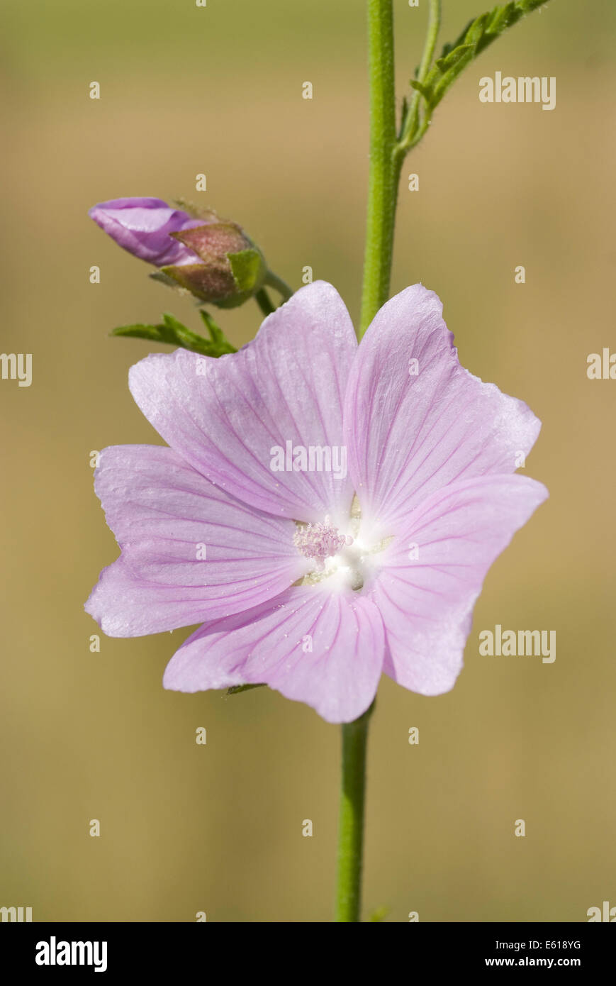 Musk mallow, malva moschata Banque D'Images