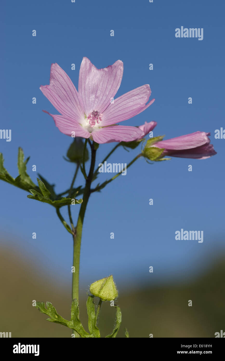 Musk mallow, malva moschata Banque D'Images