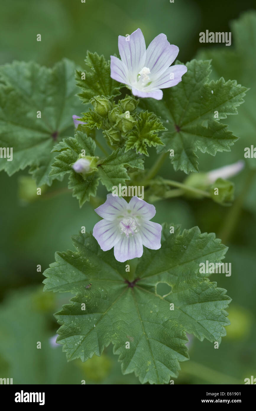 Mauve commune, Malva neglecta Banque D'Images