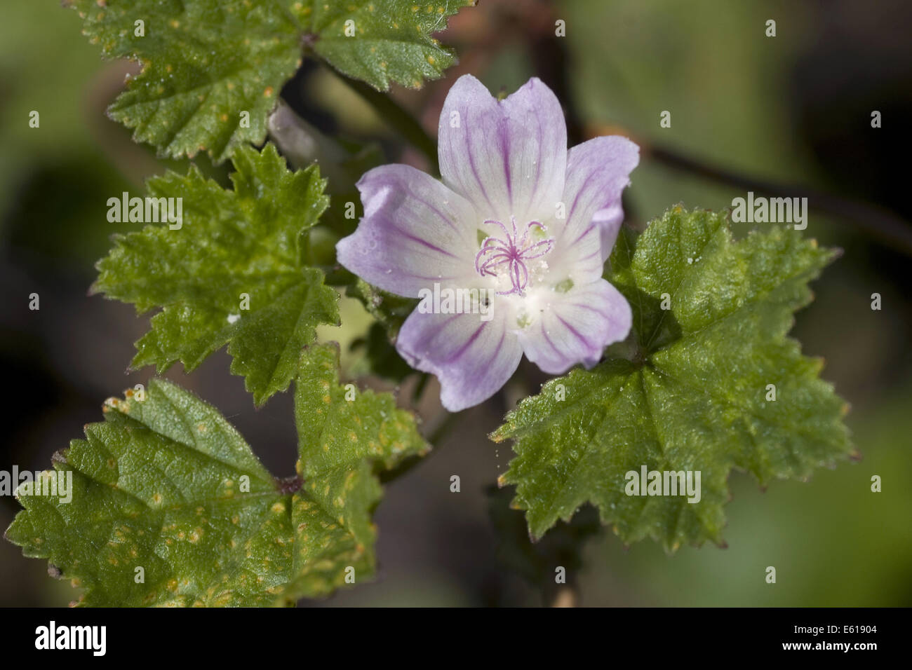 Mauve commune, Malva neglecta Banque D'Images