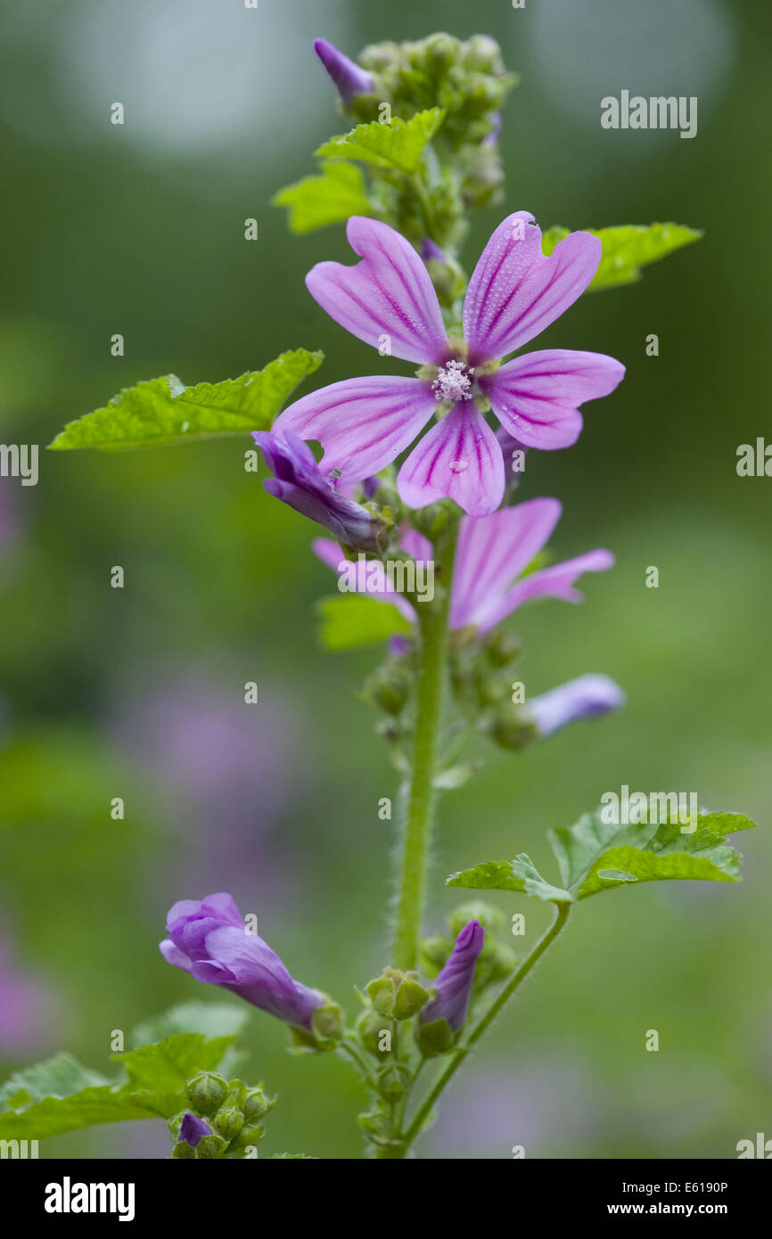 Mauve commune, Malva sylvestris ssp. sylvestris Banque D'Images