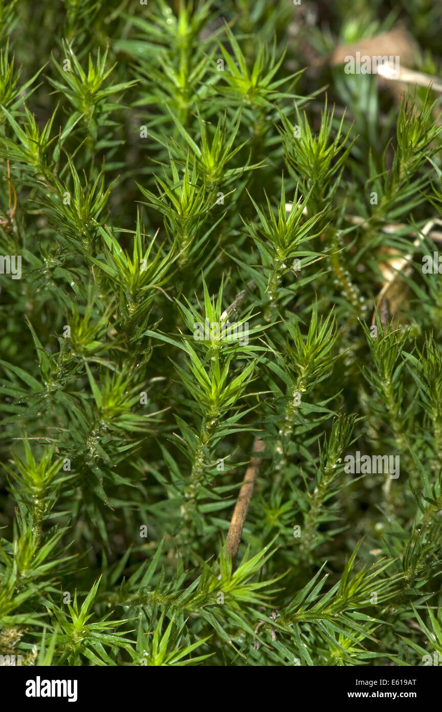 Polytrichum moss, Polytrichum formosum Banque D'Images