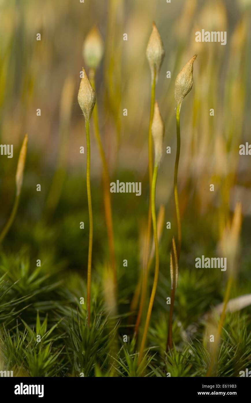 Polytrichum moss, Polytrichum formosum Banque D'Images