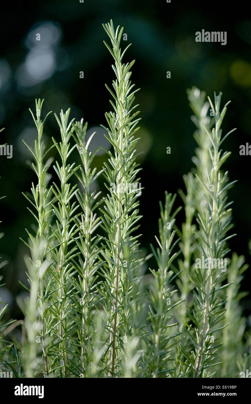 Le romarin, rosmarinus officinalis Banque D'Images