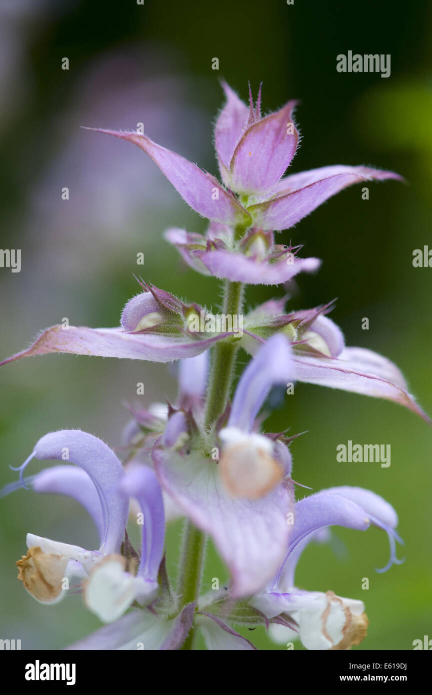 Sauge sclarée, Salvia sclarea Banque D'Images