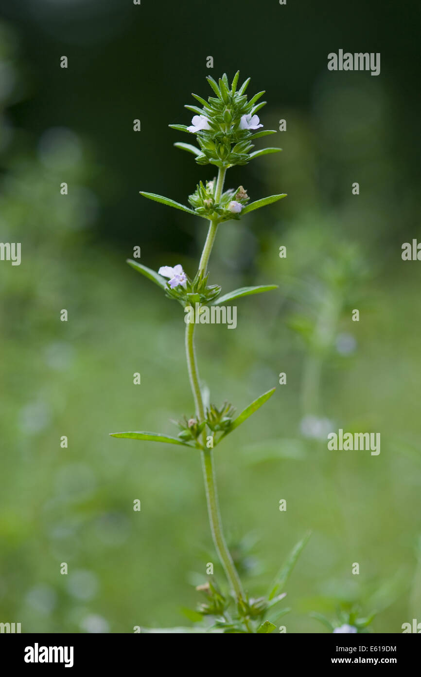 L'été savoureux, Satureja hortensis Banque D'Images