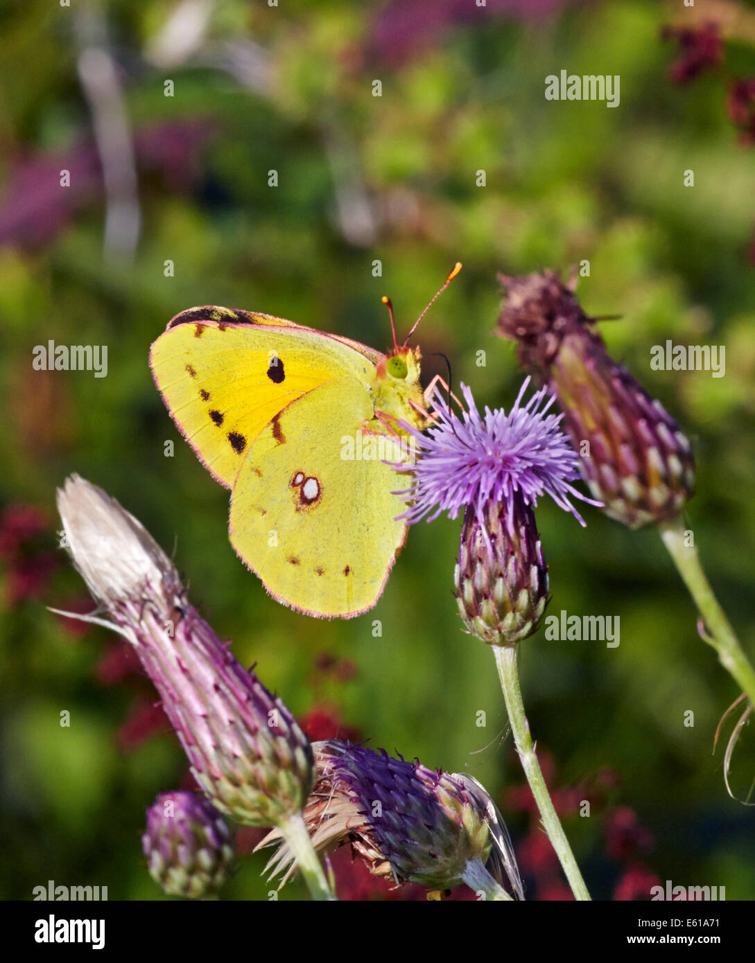 Alimentation papillon jaune assombrie sur thistle. Bookham commun, Surrey, Angleterre. Banque D'Images