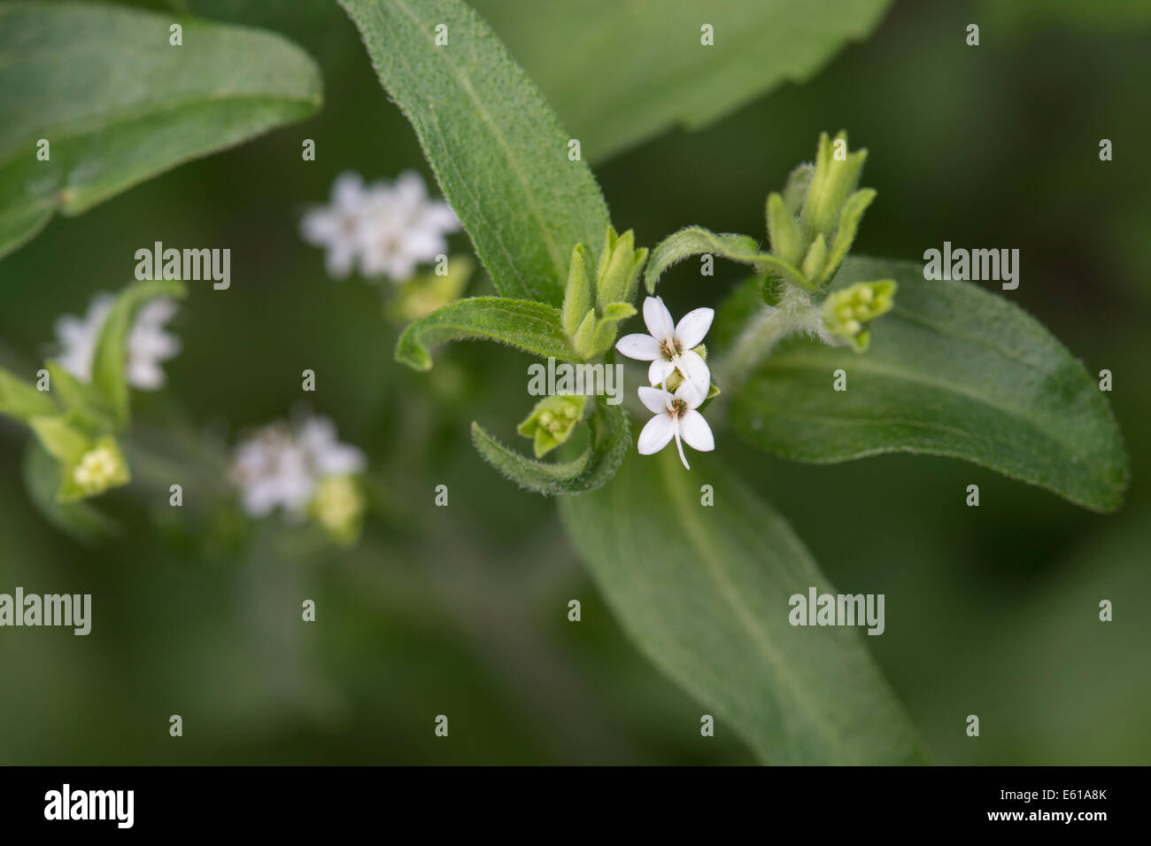Le Stevia Rebaudiana plante avec des fleurs Banque D'Images