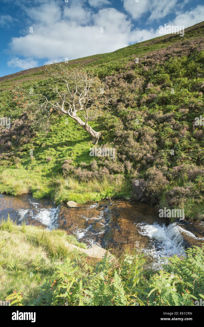 Un ruisseau qui coule à travers la zone de pic élevé du Peak District, Derbyshire, Angleterre. Un seul arbre se développe parallèlement à la crête de haut flux, Derbyshire. Banque D'Images