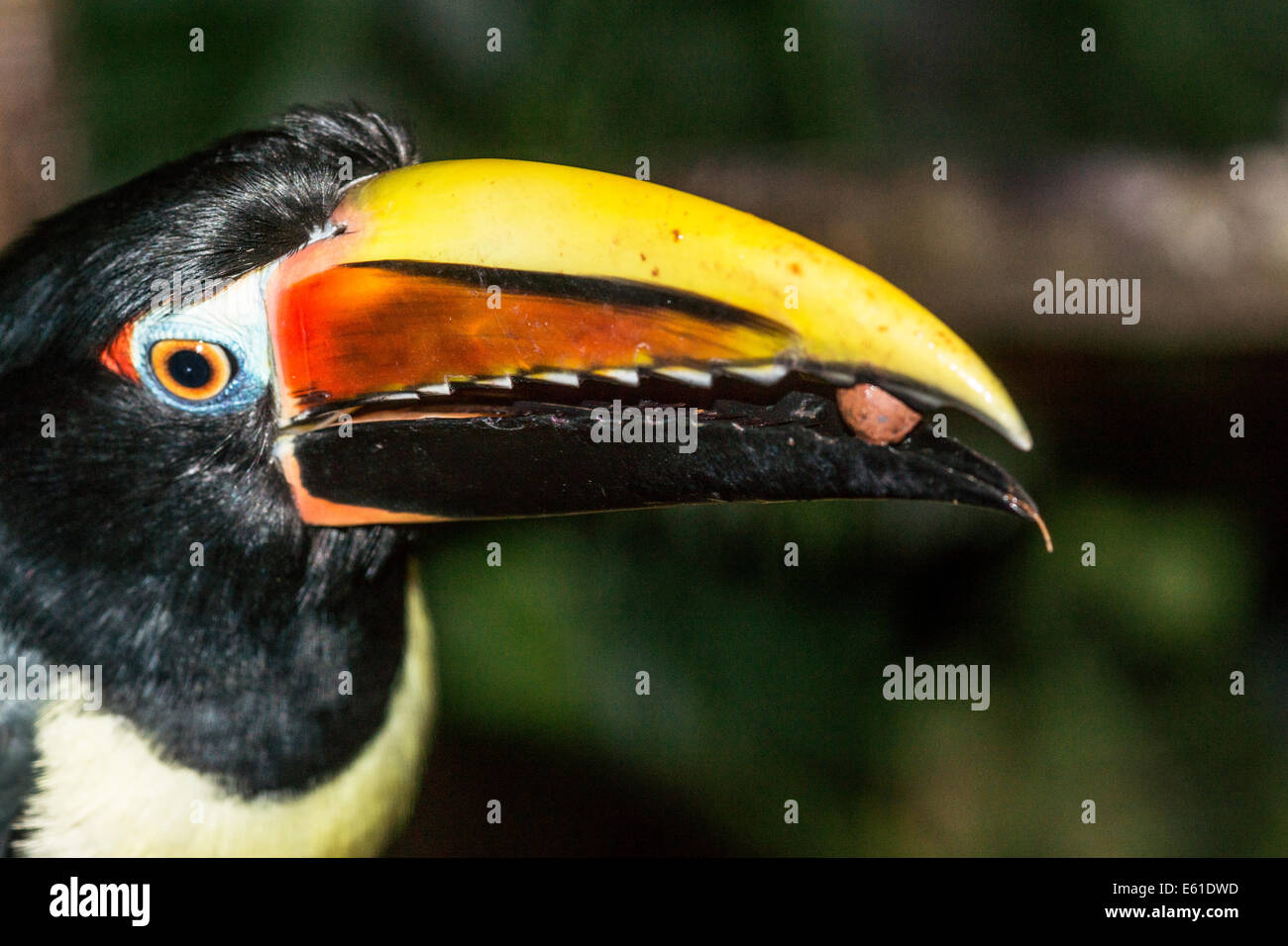 Green Aracari mâle de manger un morceau de fruit. Banque D'Images