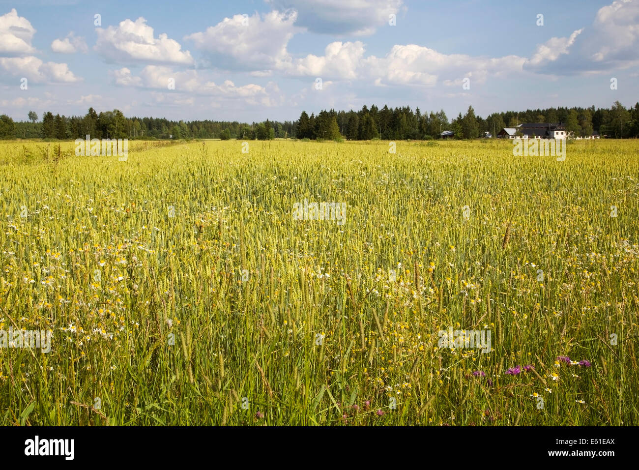 Paysage un champ au cours de l'été en Finlande Banque D'Images