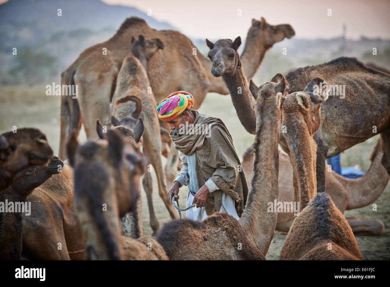 Tribu nomade avec l'homme en turban traditionnel entre ses chameaux sur camel et de l'élevage, foire Pushkar Mela, Rajasthan, Inde Banque D'Images