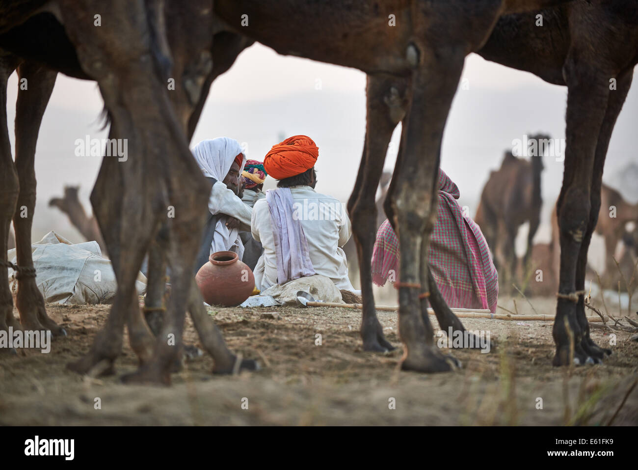 Tribu nomade pour marchander les hommes dans les prix entre leurs chameaux sur camel et de l'élevage, foire Pushkar Mela, Pushkar, Rajasthan, India Banque D'Images