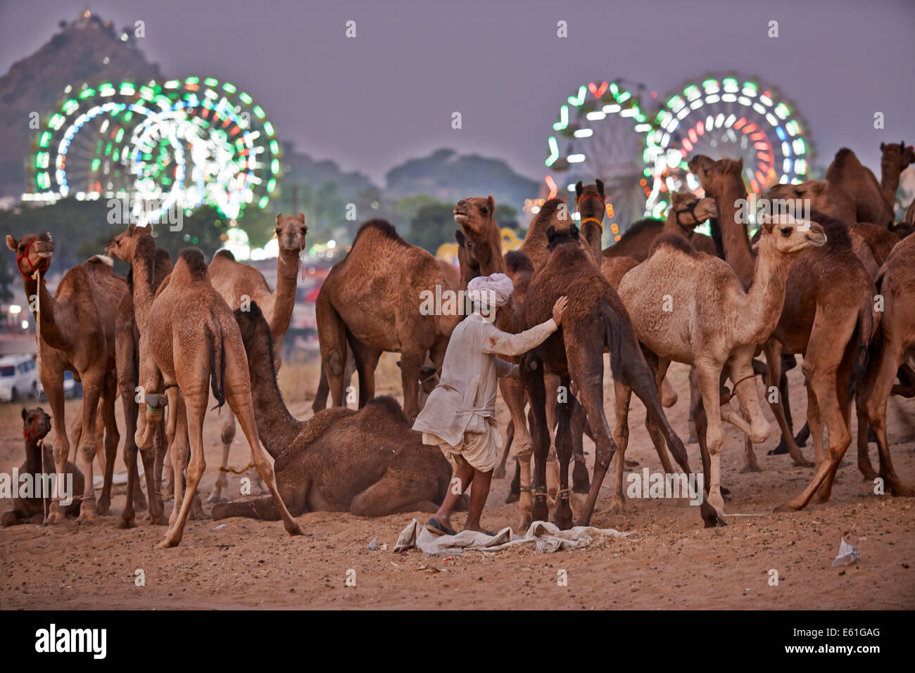 Les chameaux en face de la grande roue de la foire au bétail et le chameau de Pushkar juste Mela, Pushkar, Rajasthan, India Banque D'Images