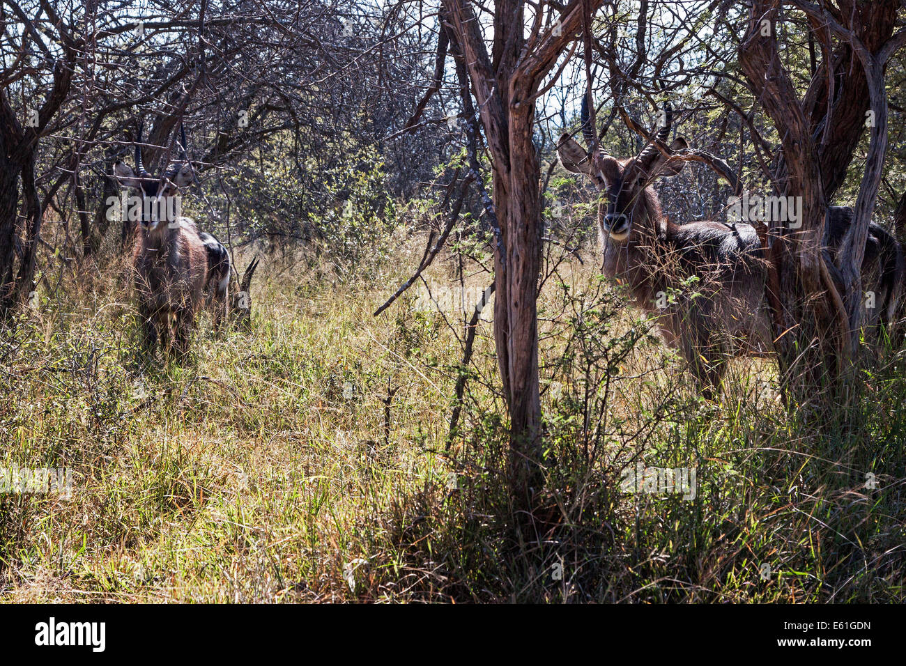 Jeunes adultes antilopes mâles du Grand Kudu parmi les arbres et les buissons dans la savane, Mabalingwe Game Park, Afrique du Sud Banque D'Images