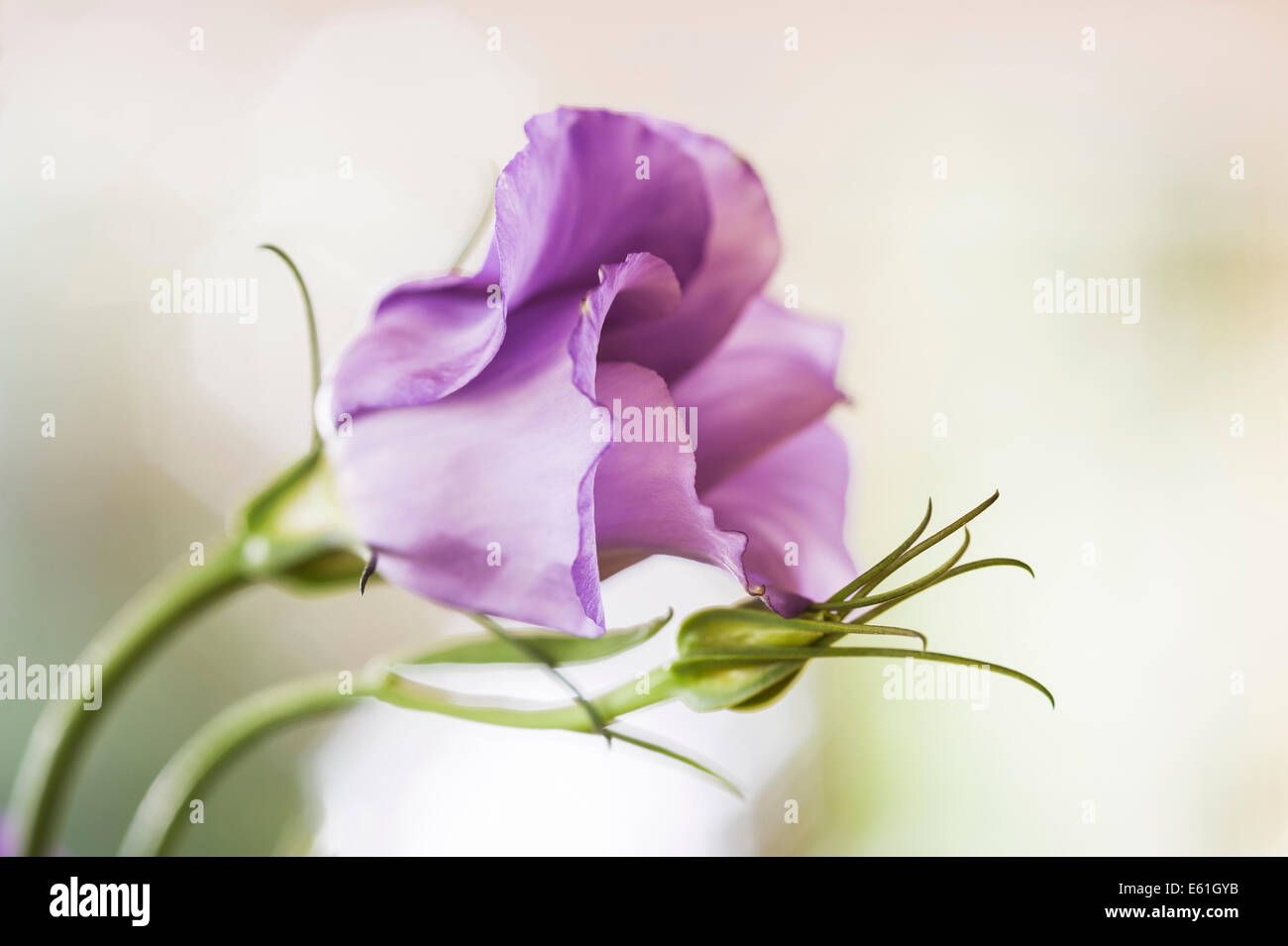 Lisianthus mauve. Texas bluebell, de gentiane Banque D'Images