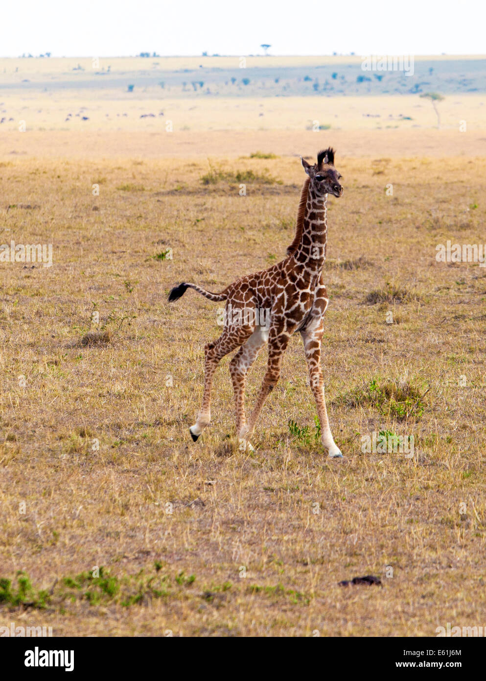 Mignon Bebe Girafe En Marche Photo Stock Alamy