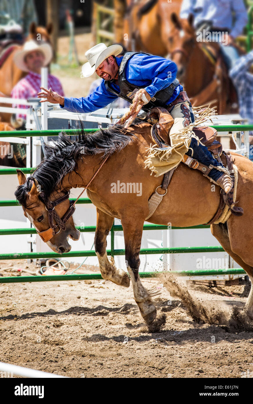 Cowboy à cheval en selle bronc concurrence, Chaffee County Fair & Rodeo Banque D'Images