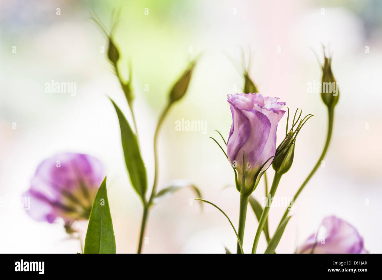 Lisianthus mauve. Texas bluebell, de gentiane Banque D'Images
