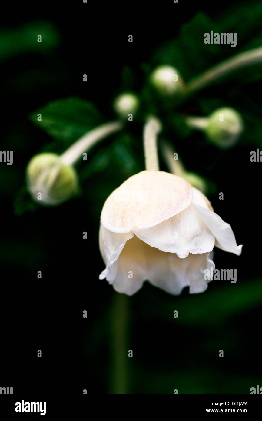 Anemone hybrida Honorine Jobert. Japonais white flower anemone. Banque D'Images
