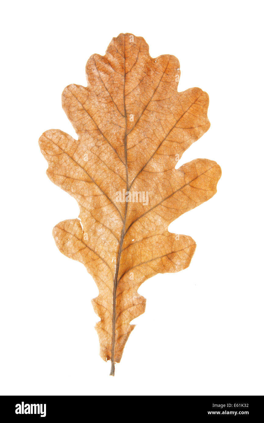 Oak Leaf close-up isolé sur fond blanc Banque D'Images